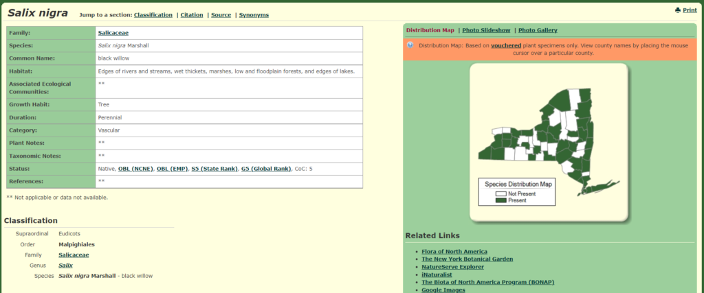 A screen shot of what the Species Page looks like on New York Flora Atlas.