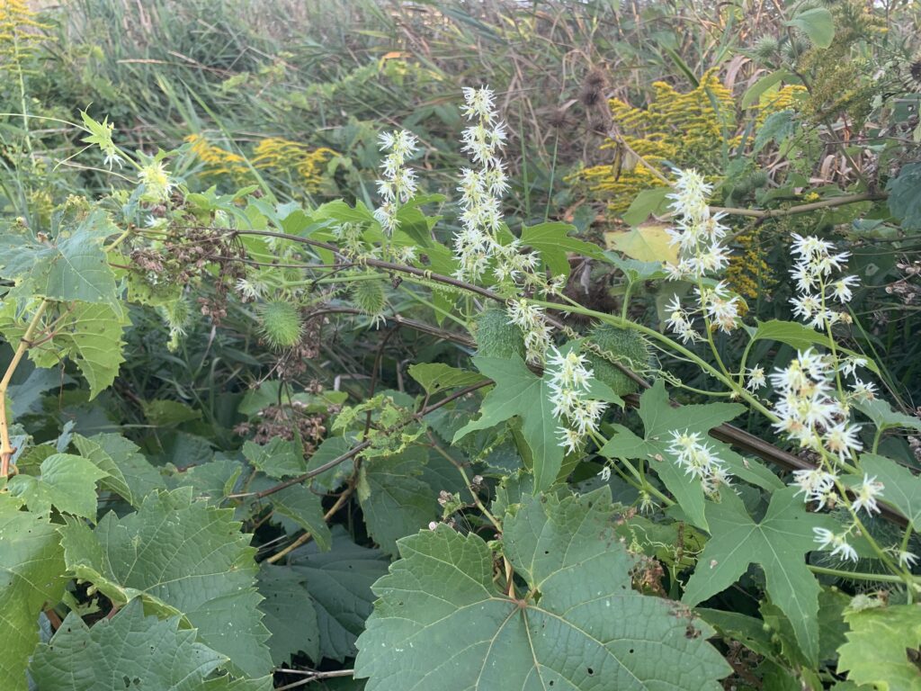 Wild cucumber grows amongst other native vines, plants and grasses