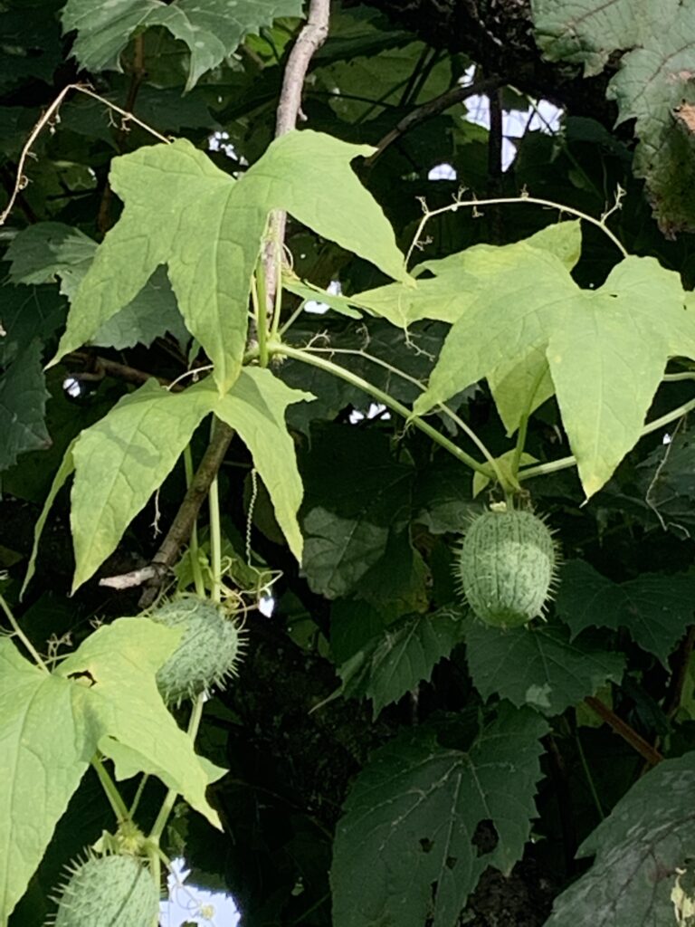 Wild Cucumber vine growing up a tree