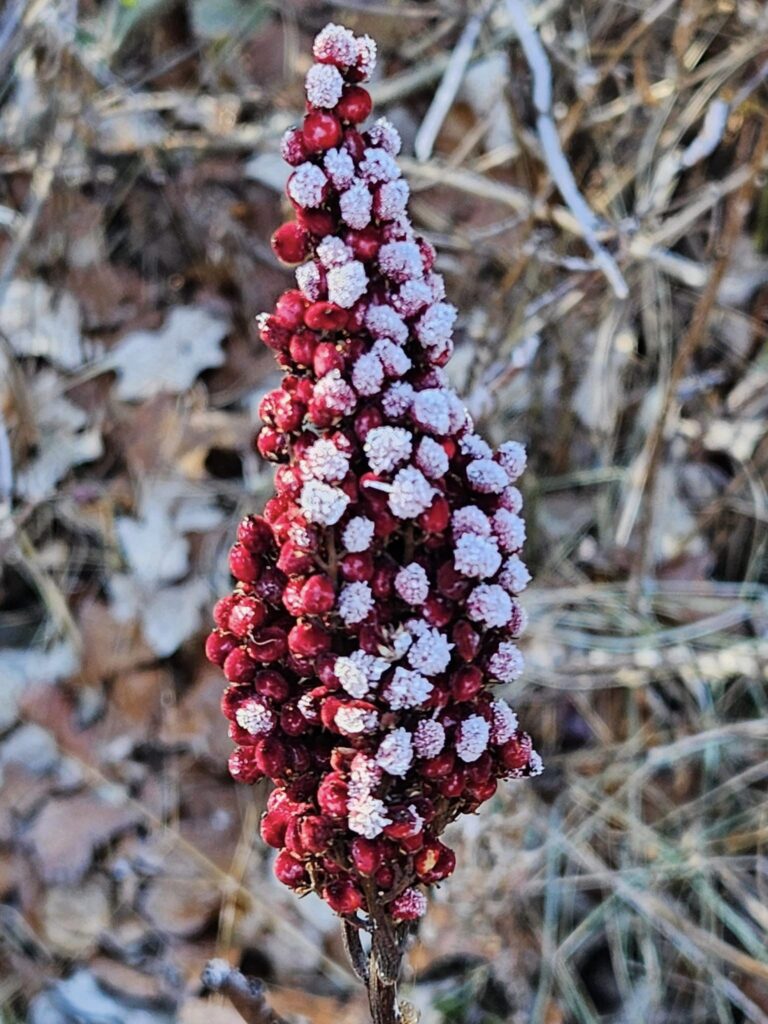 Sumac berries provide dramatic pops or red and look frosted on cold & snowy days
