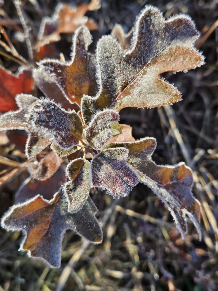 Oaks hold onto their leaves well into winter adding texture.