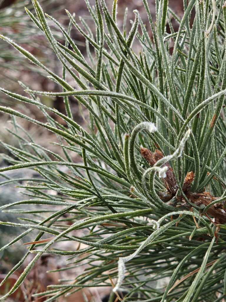 Most pine trees keep their green needles year round and can keep your garden looking fresh