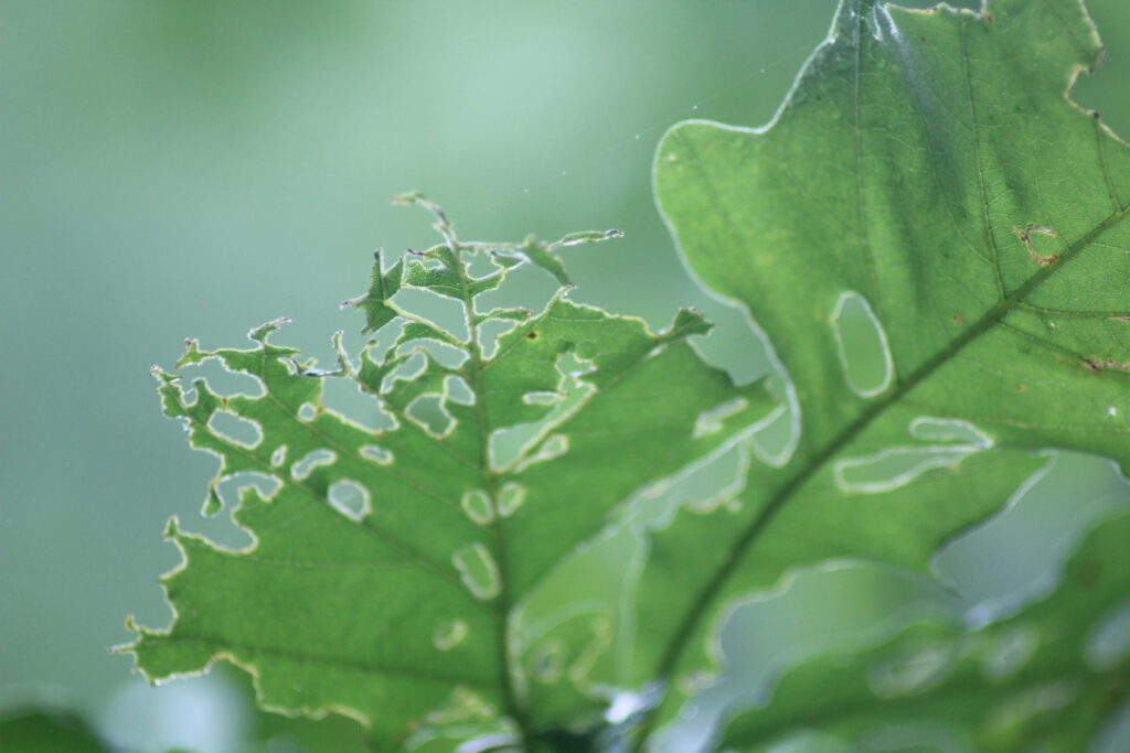 Holes in leaves mean your plants are feeding larvae or bugs that birds and other wildlife. 