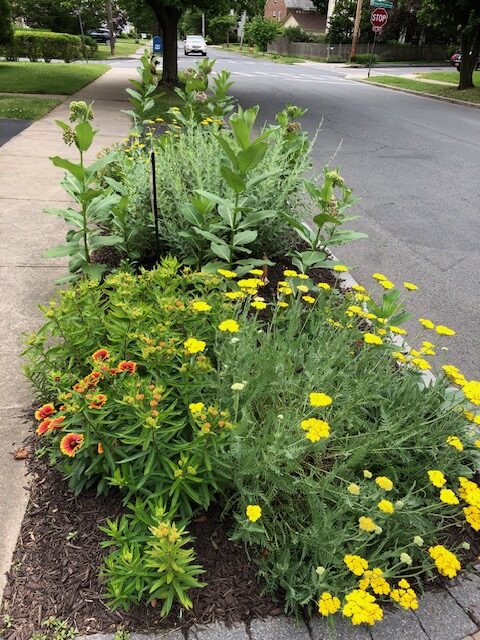 A view of the the hell strip garden with milkweed in bloom