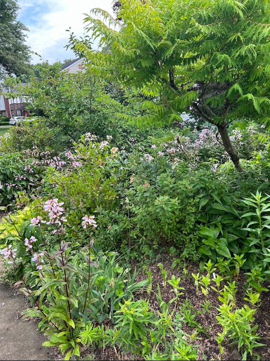 Photo of plants that have replaced the lawn along the sidewalk of a suburban garden in Albany NY