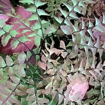 ​Adiantum pedatum (Maidenhair Fern)