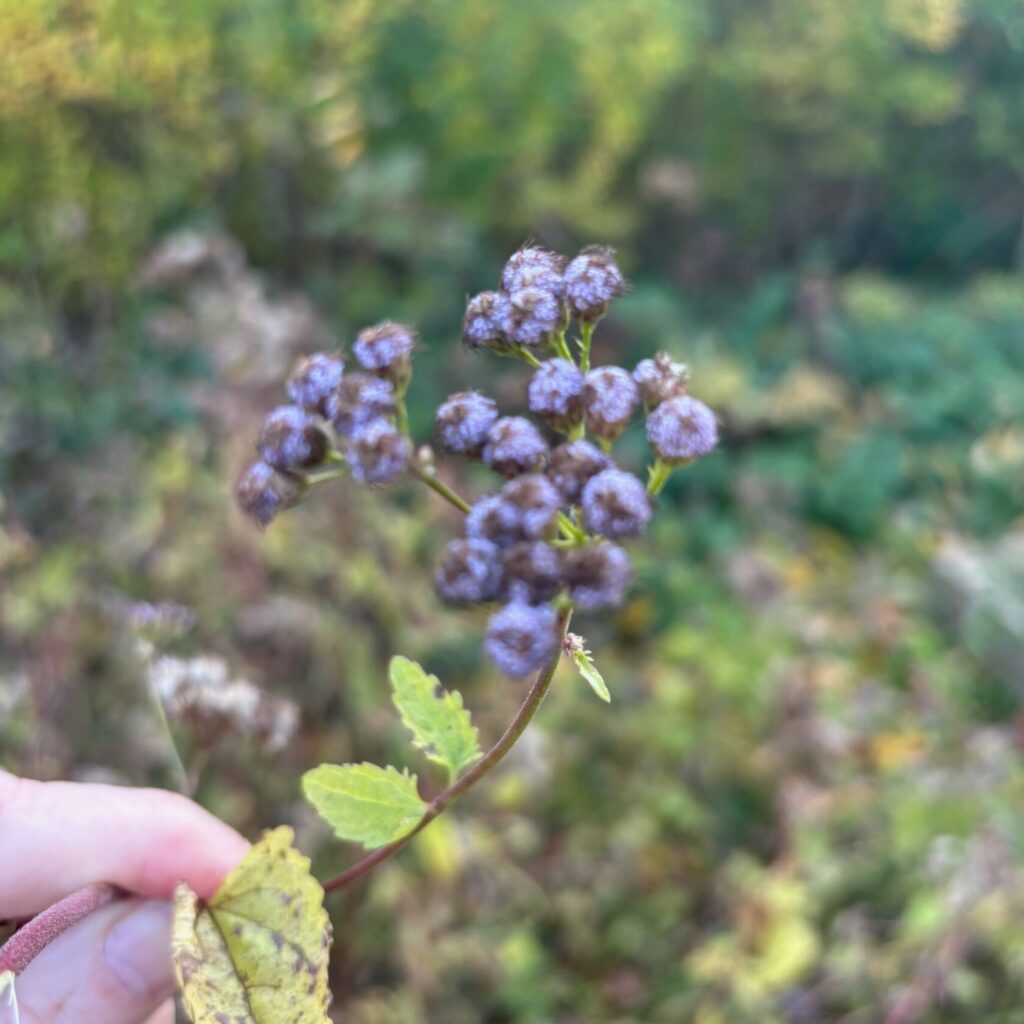 Blue mistflower, conoclinium coelestinum