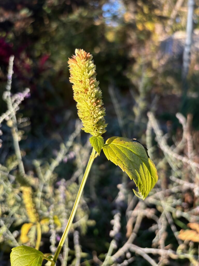 Giant yellow hyssop, agastache nepetoides