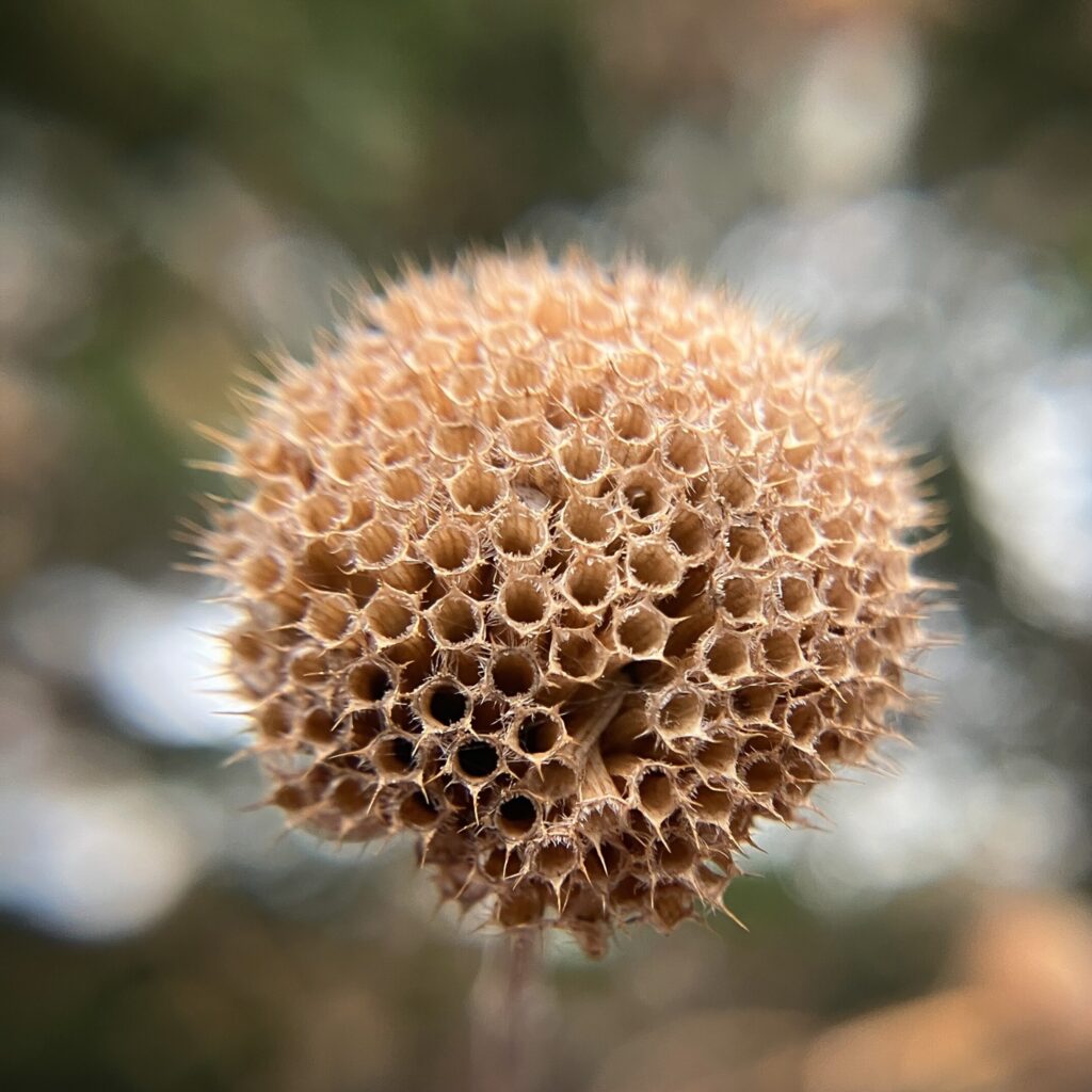 Wild bergamot, monada fistulosa