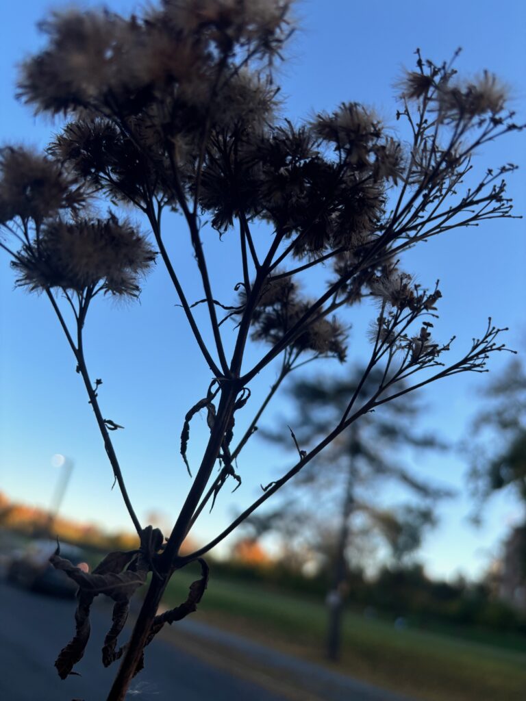 Joe pye weed at Albany High School