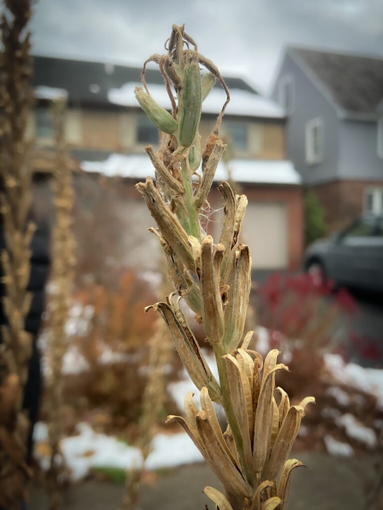 Oenothera biennis (Evening primrose)