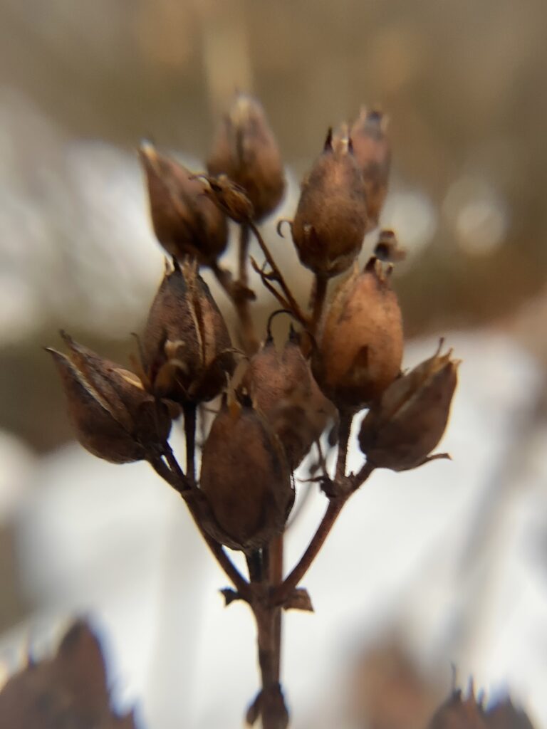 Penstemon (Beardtongue)