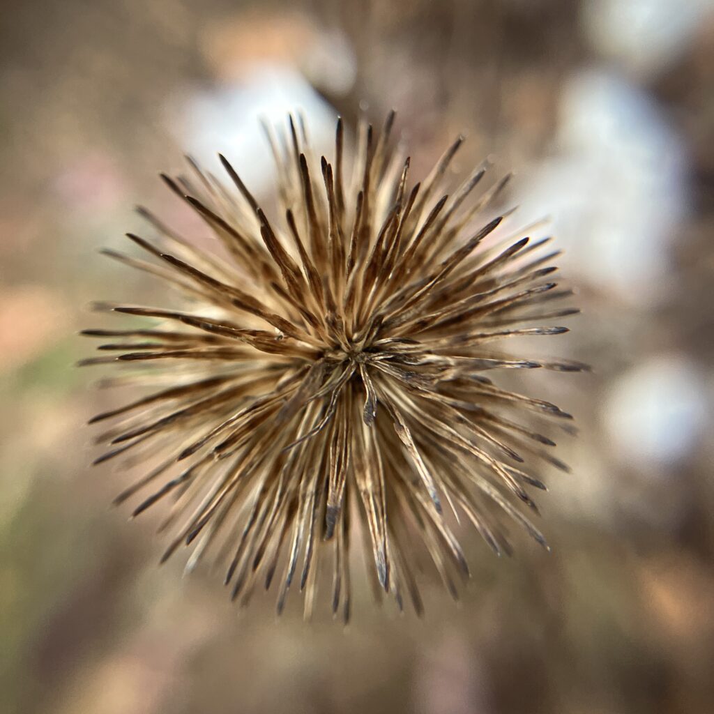 Purple Coneflower, chinacea purpurea