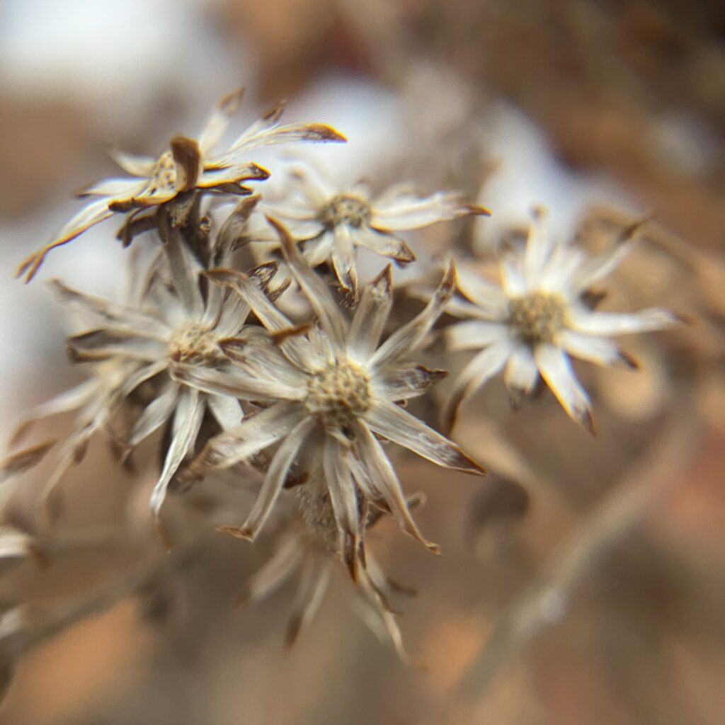 Veronica gigantea (Ironweed)