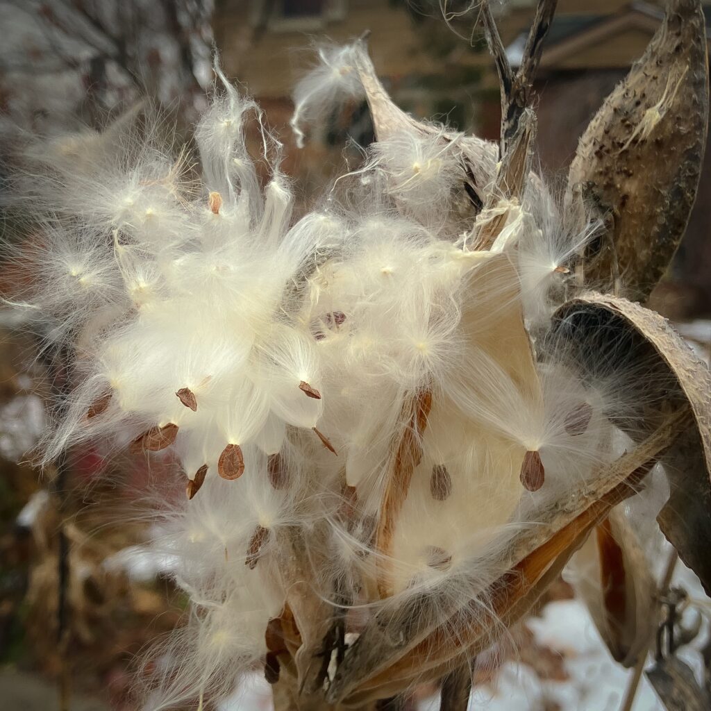 sclepias syriaca (Common milkweed) 