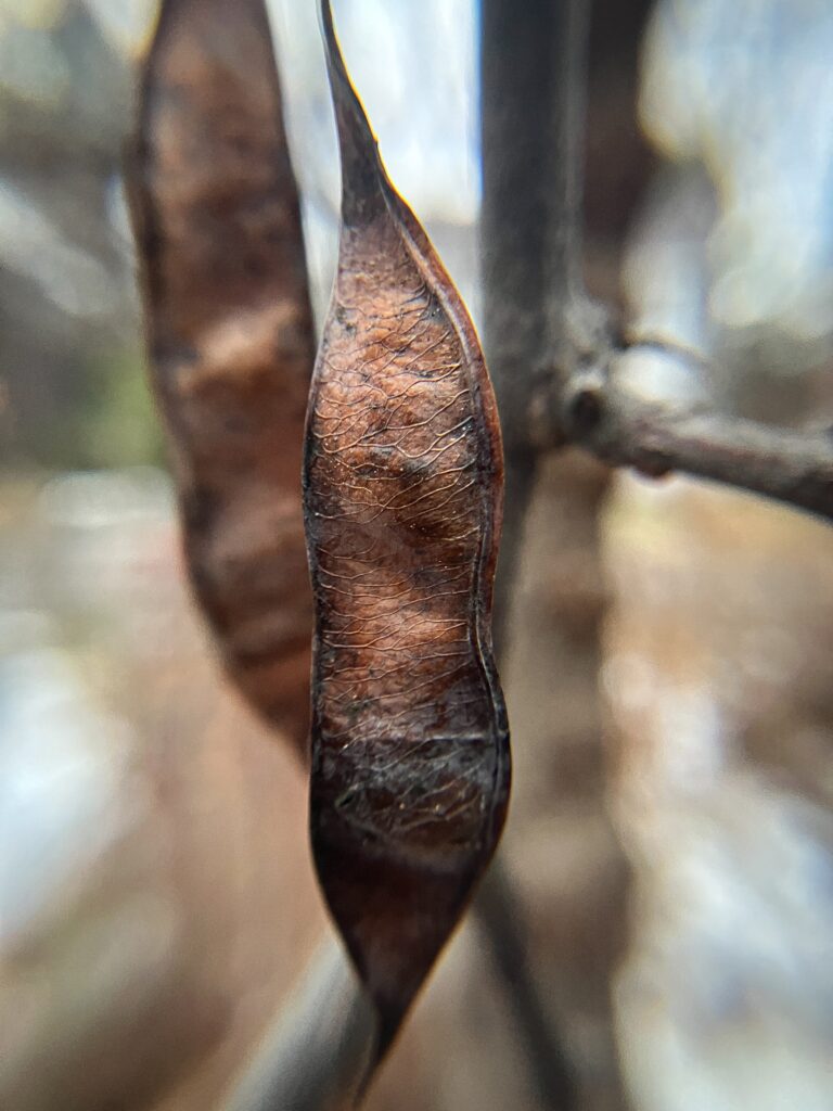 Cercis canadensis (Eastern redbud)