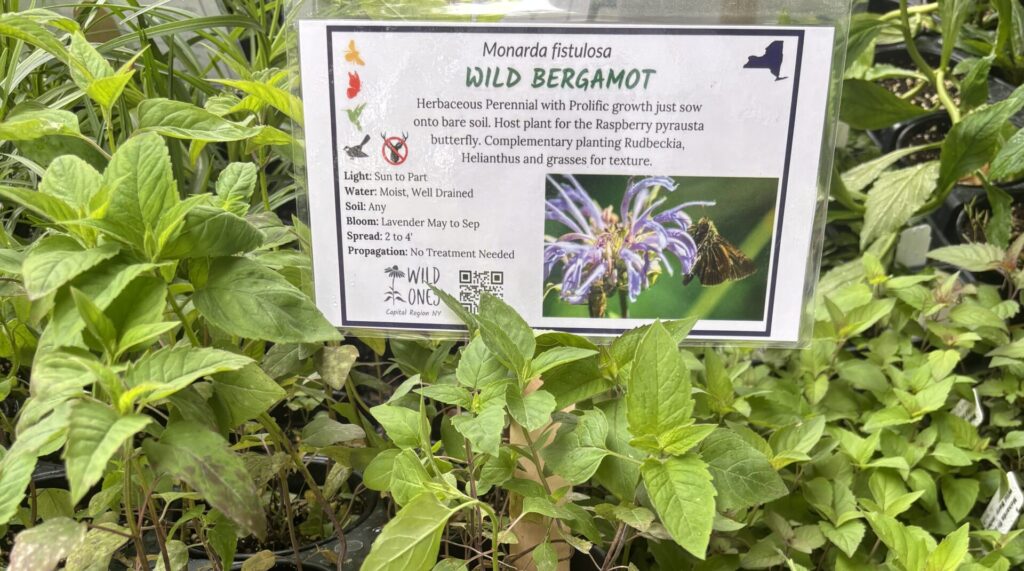 Wild Bergamot for sale at the Thacher Native Plant Sale 2025