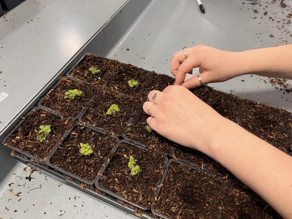 State University of New York College of Agriculture and Technology at Cobleskill